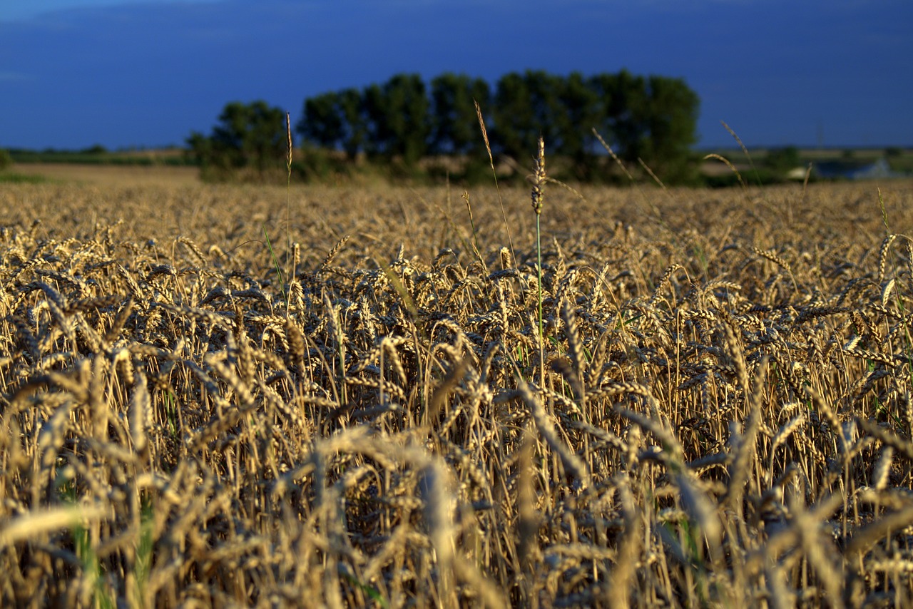 field fields corn free photo