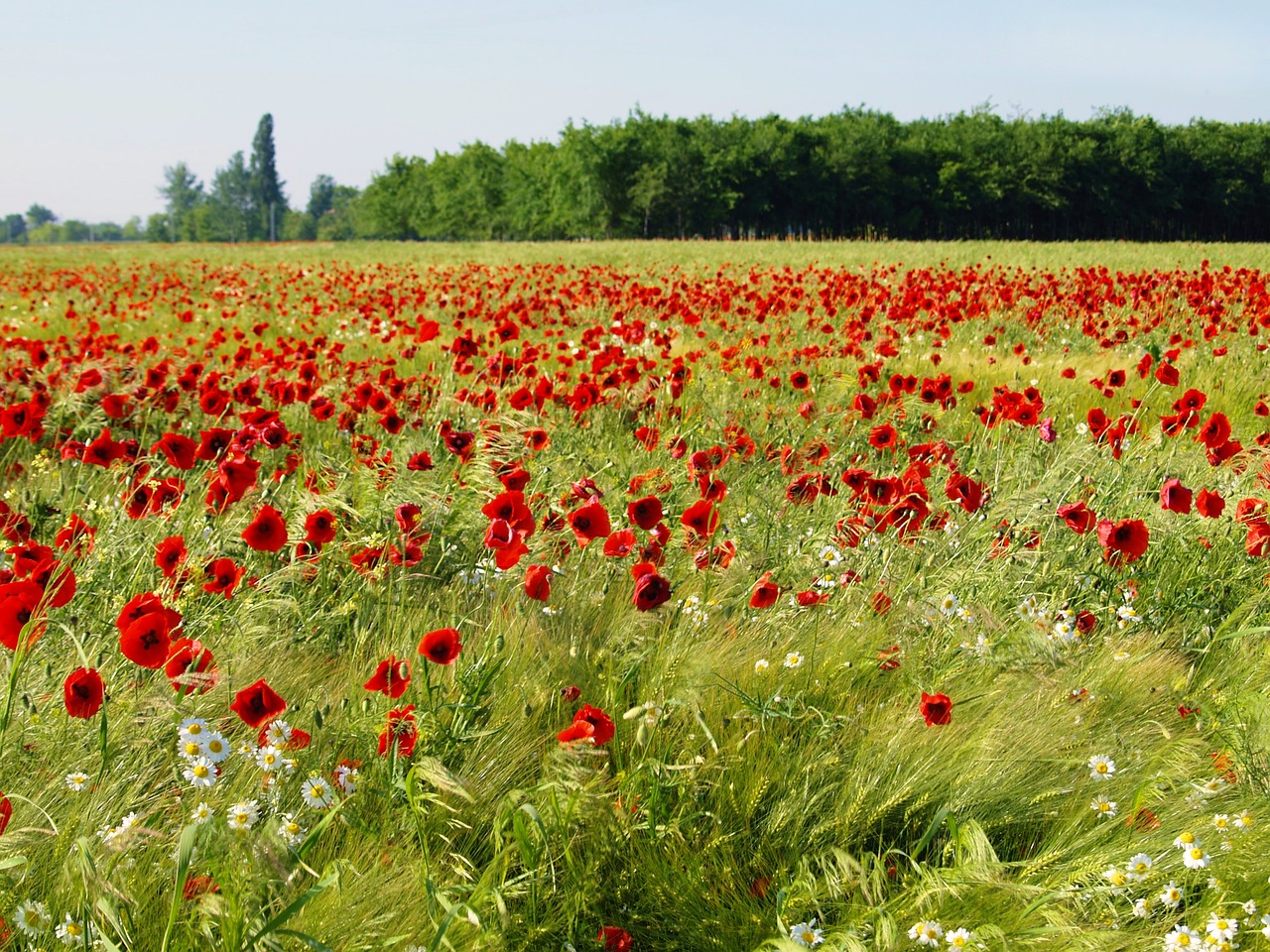 field flower ref free photo