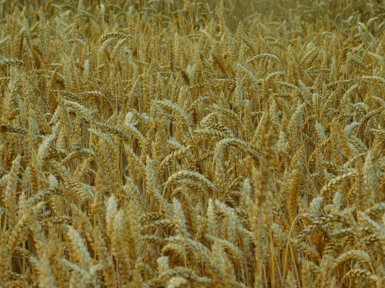 field cornfield on the land free photo