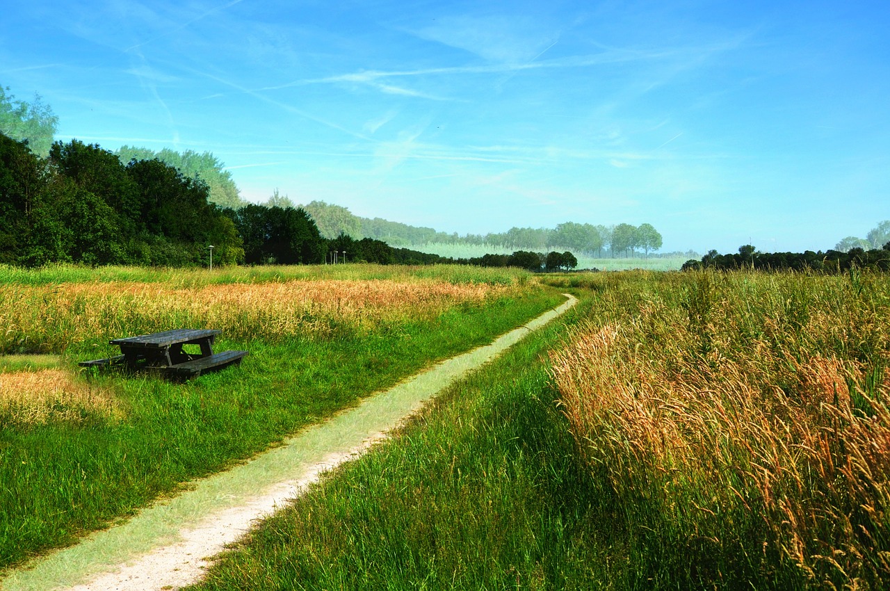 field meadow grass free photo