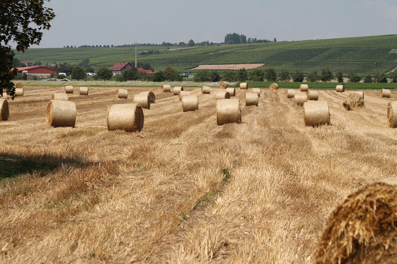 field hay bales arable free photo