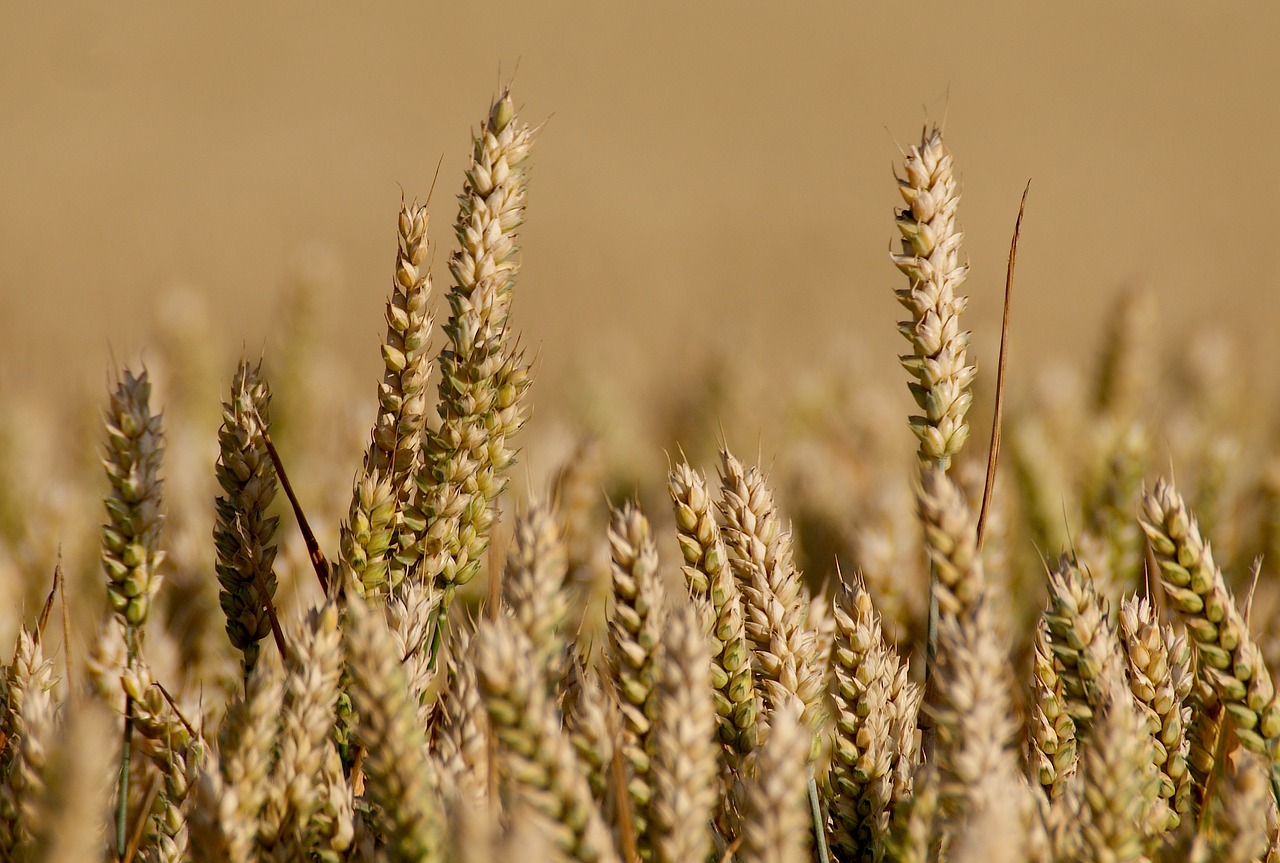 field grain arable free photo