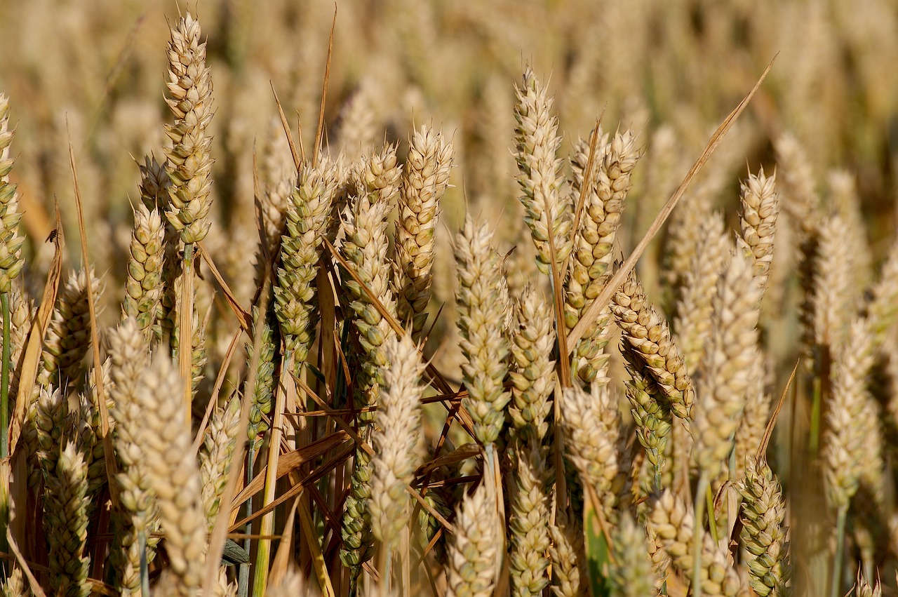 field grain cereals free photo