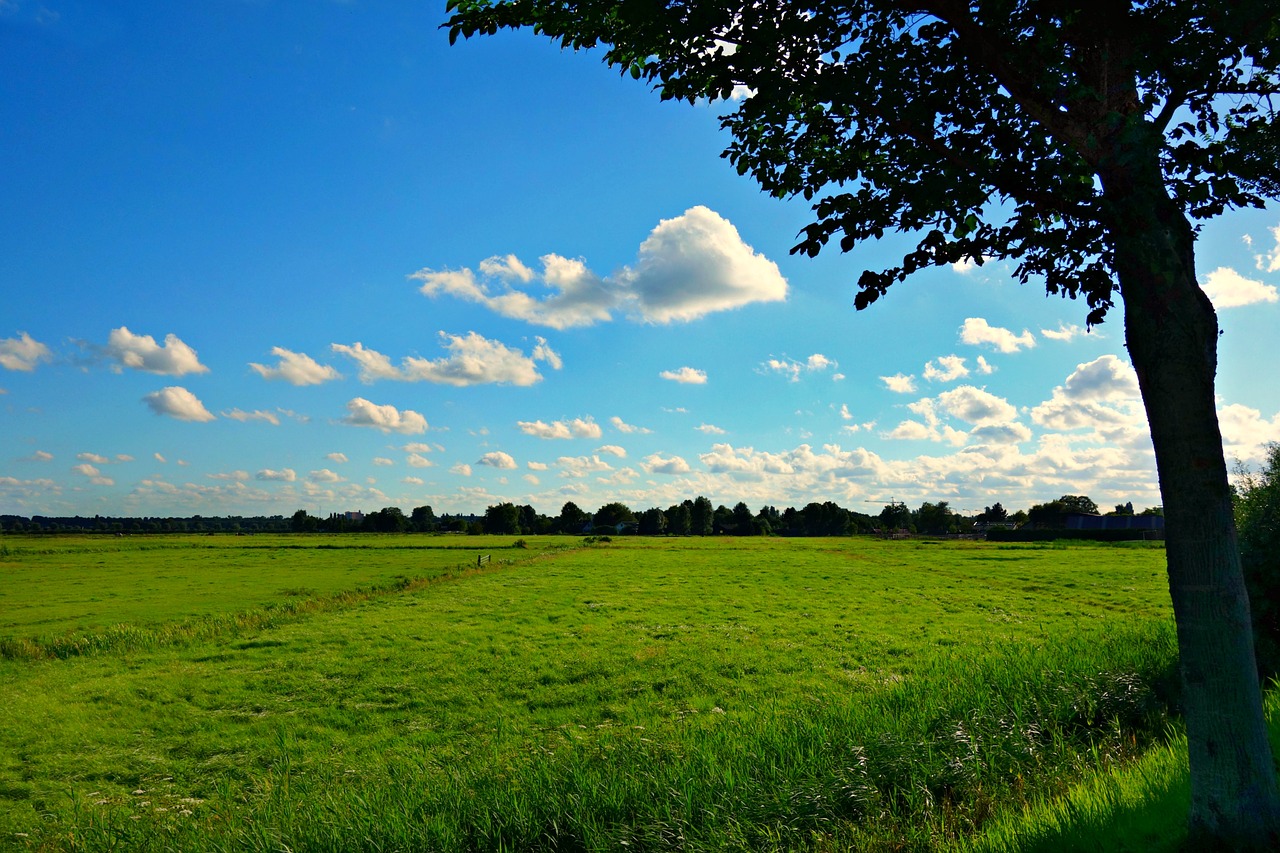 field meadow grass free photo