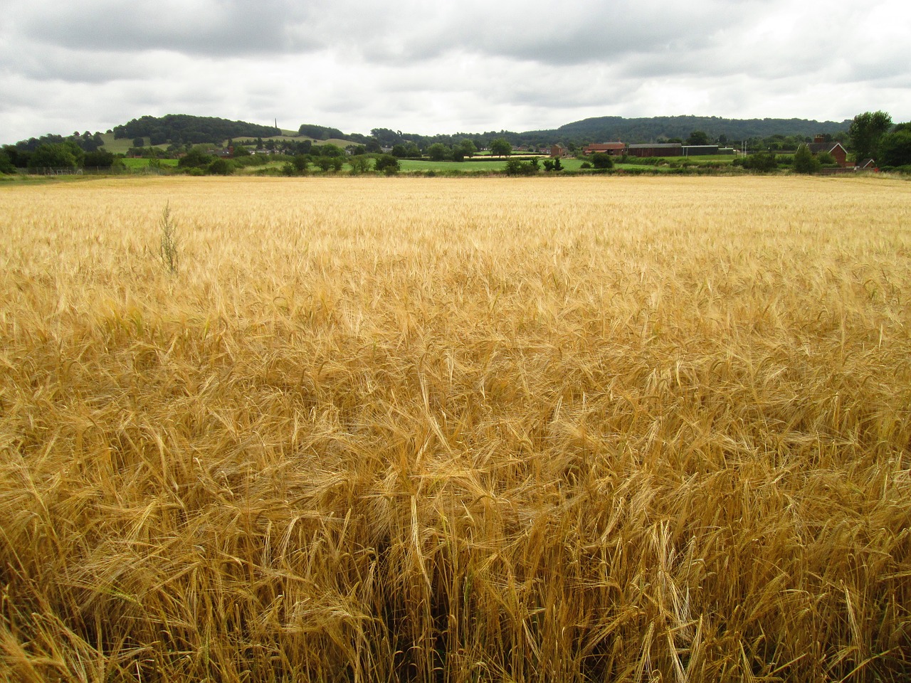 field crop agriculture free photo