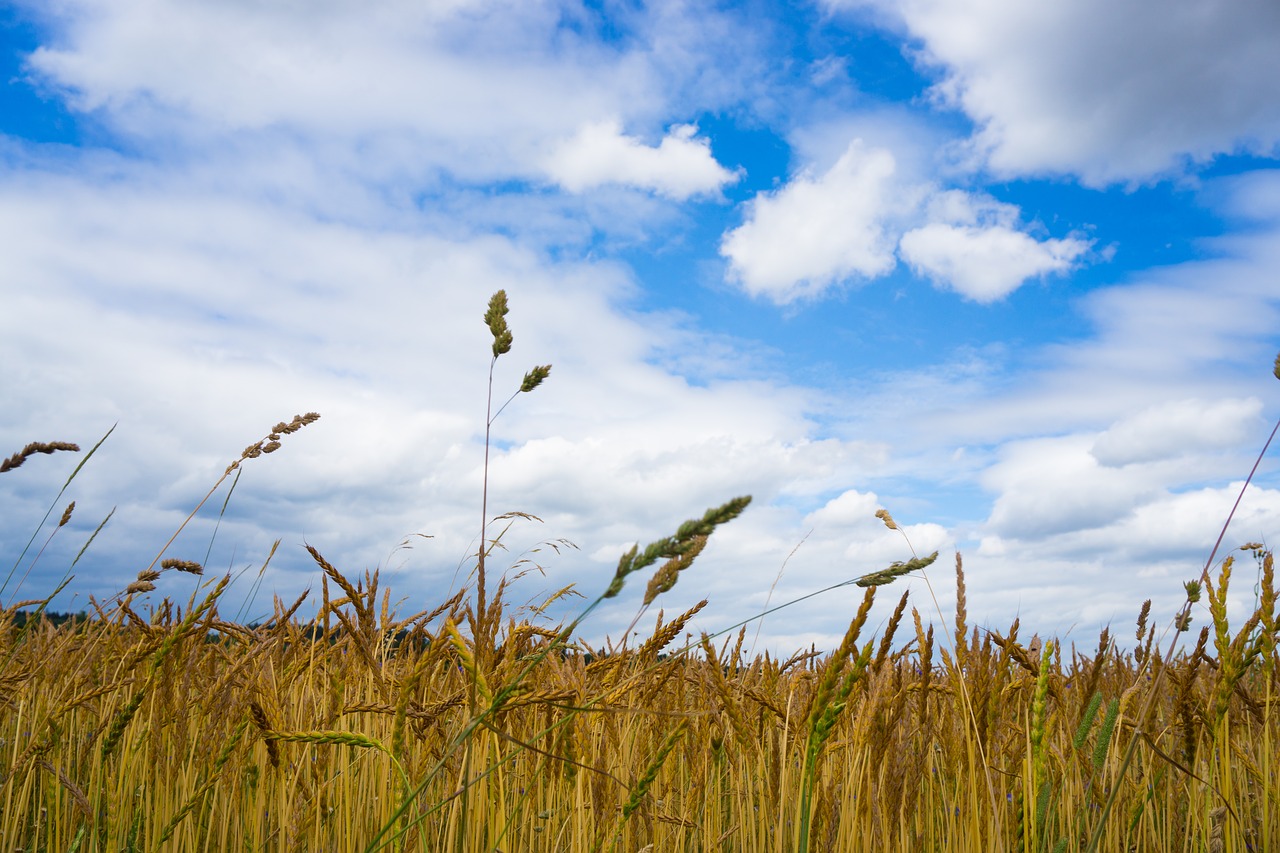 field sky blue free photo