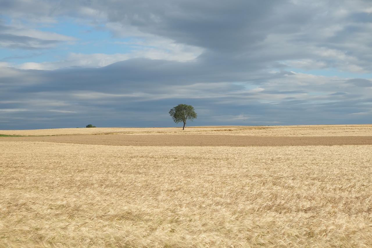 field summer nature free photo