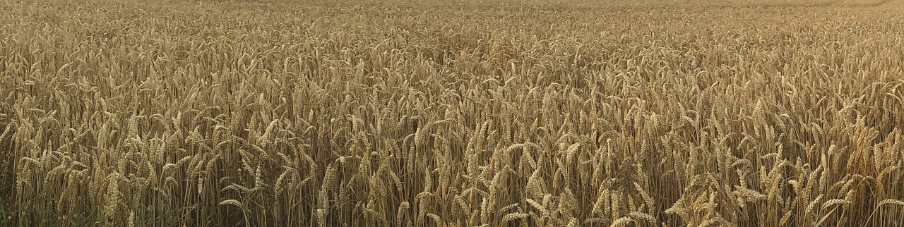 field broader view wheat field free photo