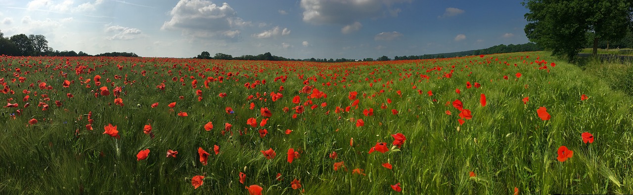 field grain cereals free photo