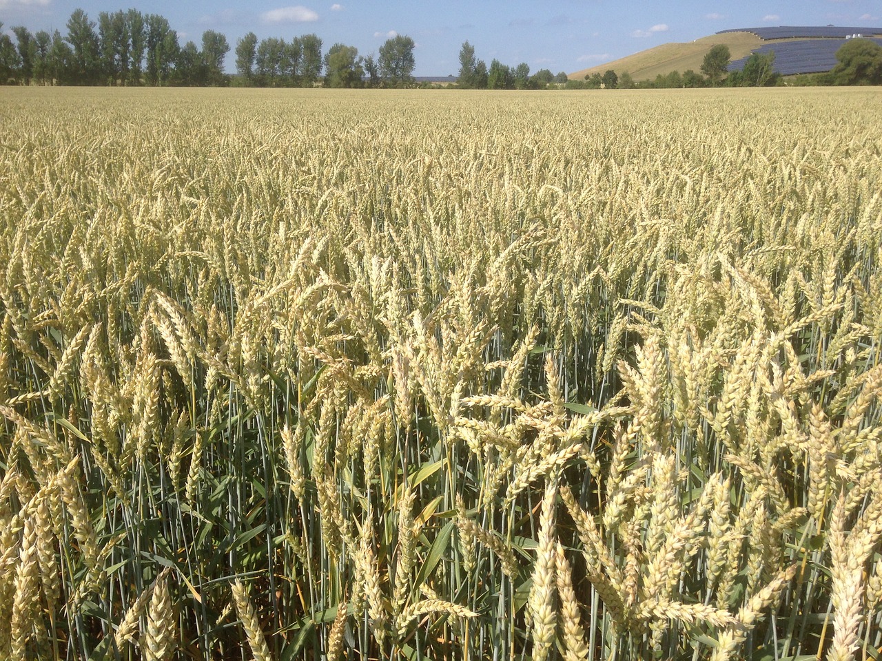 field wheat cereals free photo