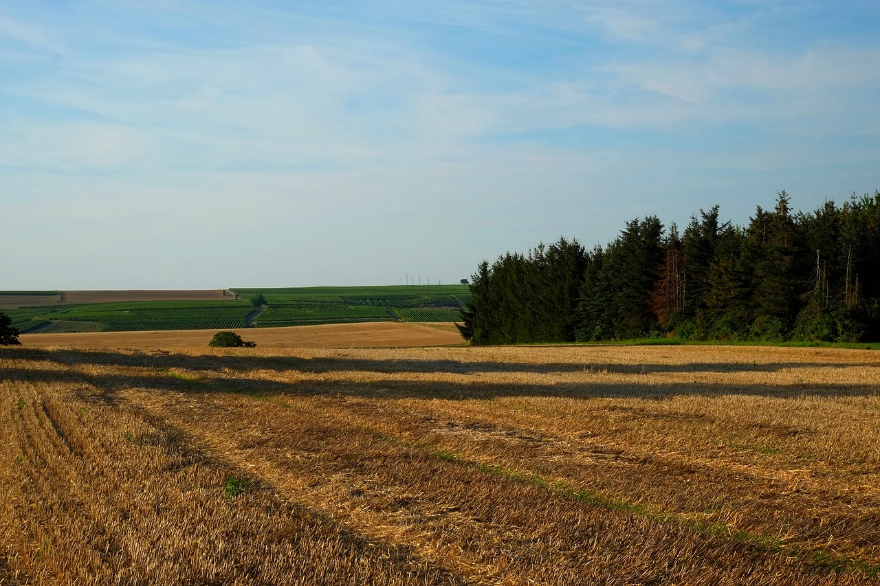 field landscape nature free photo