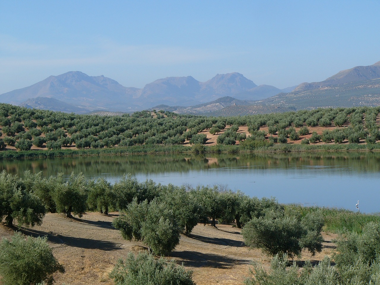 field olive trees lake free photo