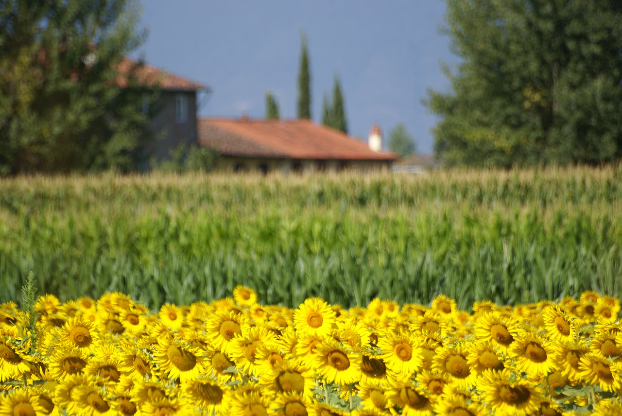 field sunflowers flowers free photo