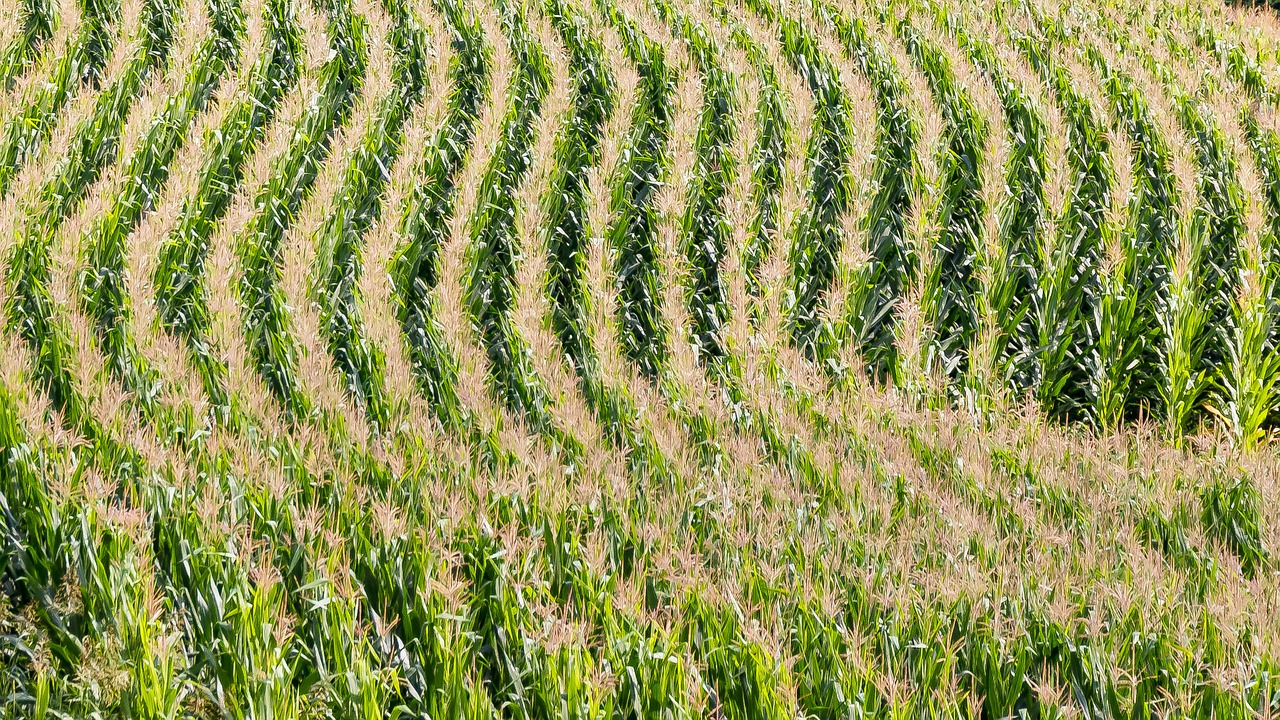 field agriculture corn free photo