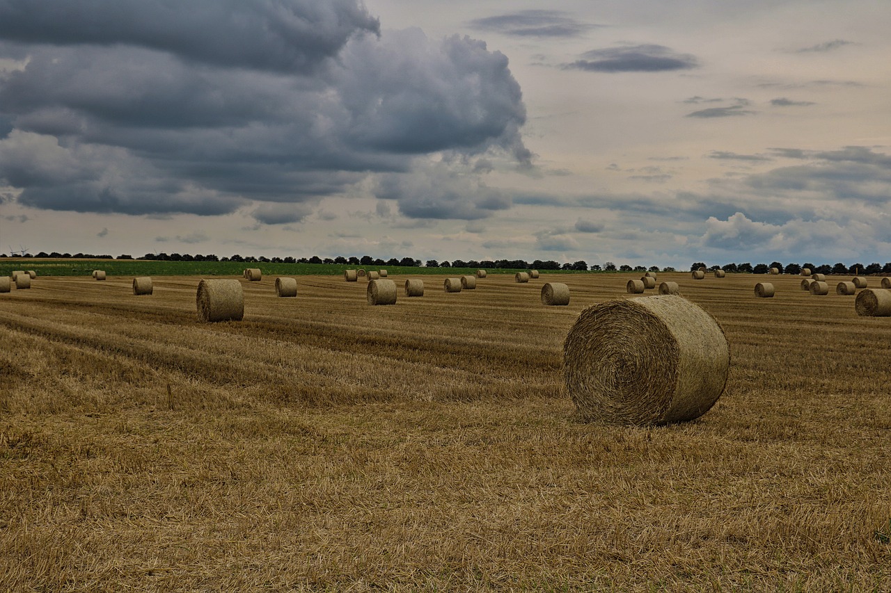 field straw bales harvest free photo