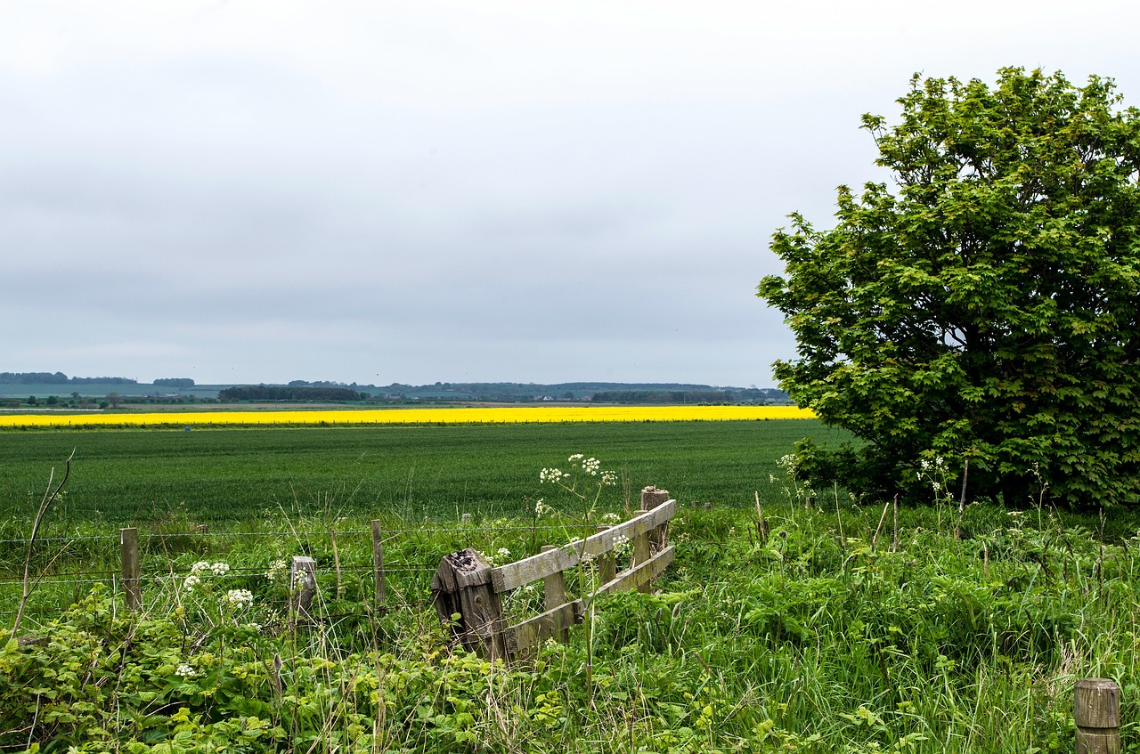 field cloudiness oilseed rape free photo