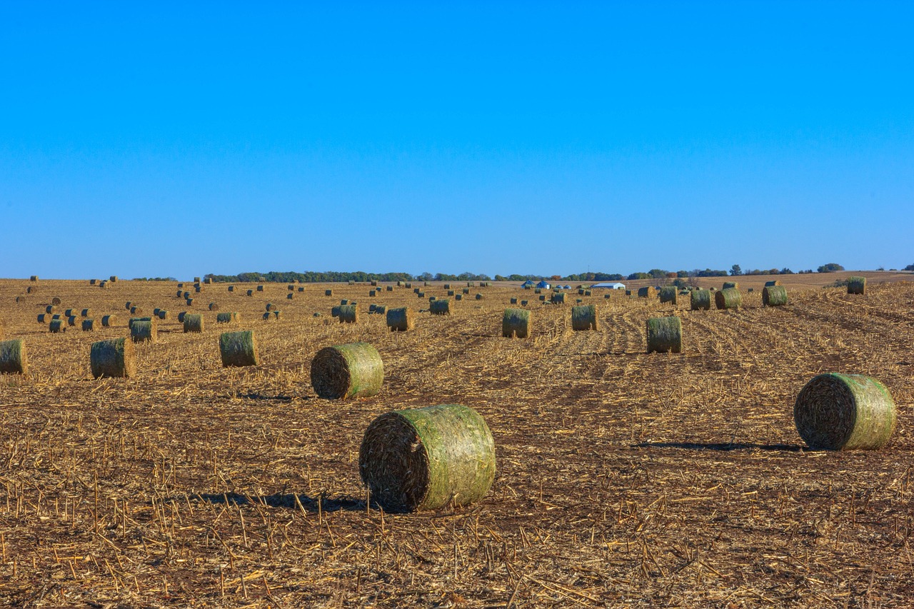 field hay bales hay free photo