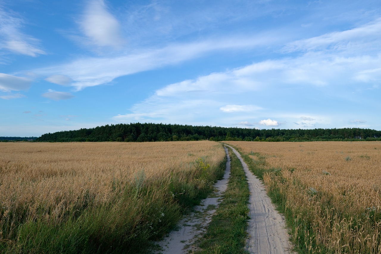 field road forest free photo