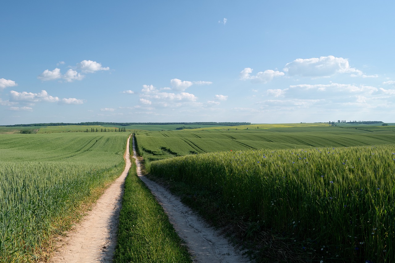 field road wheat free photo