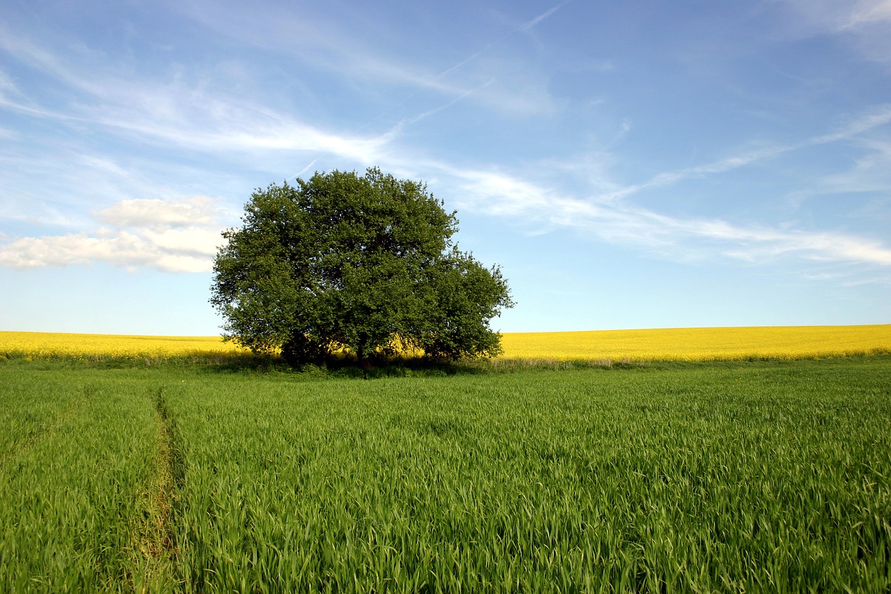 field agriculture rape free photo