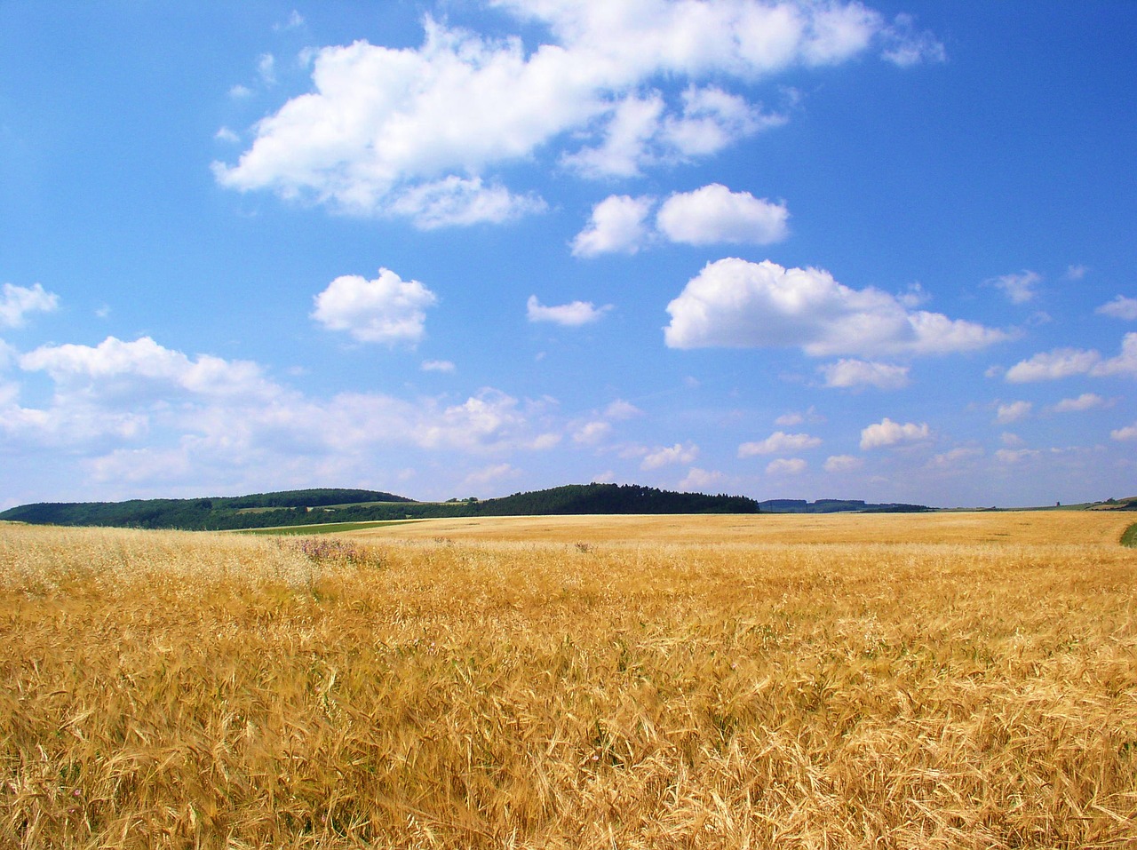 field grain sky free photo