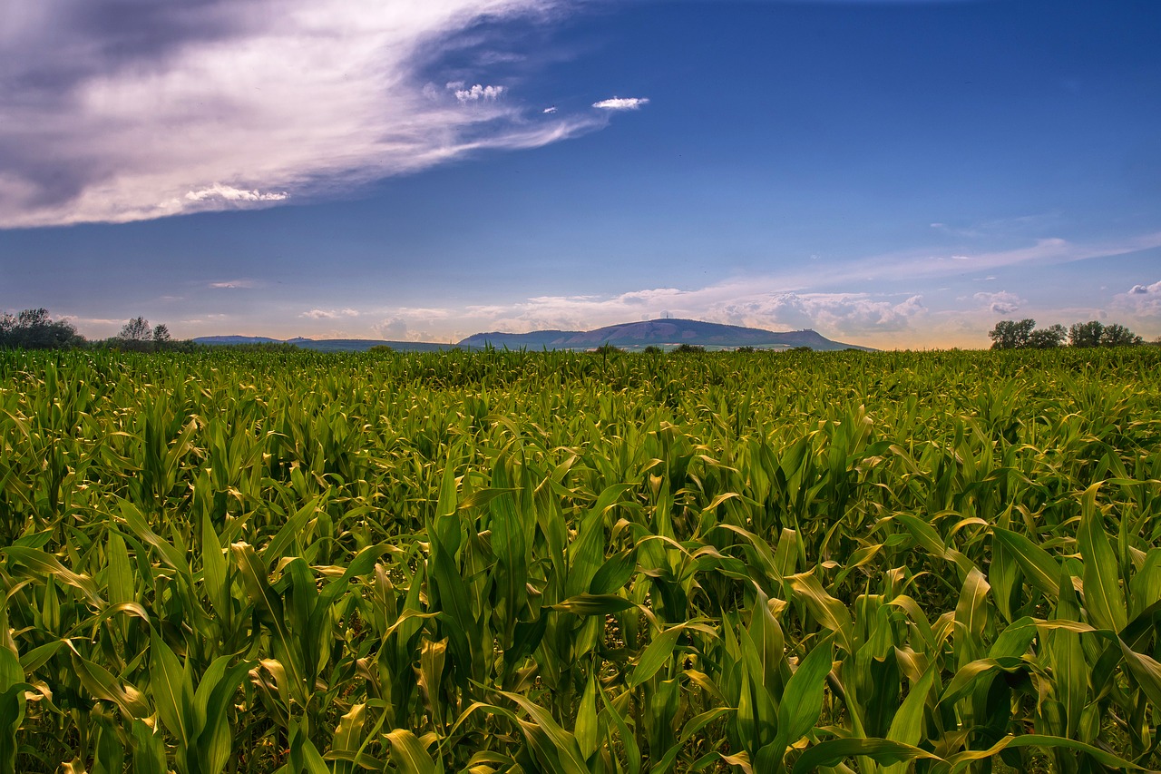 field nature south moravia free photo