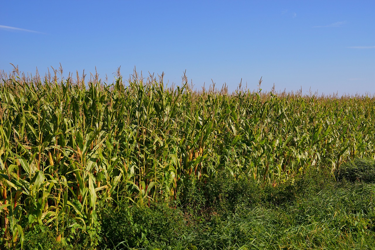 field cornfield agriculture free photo