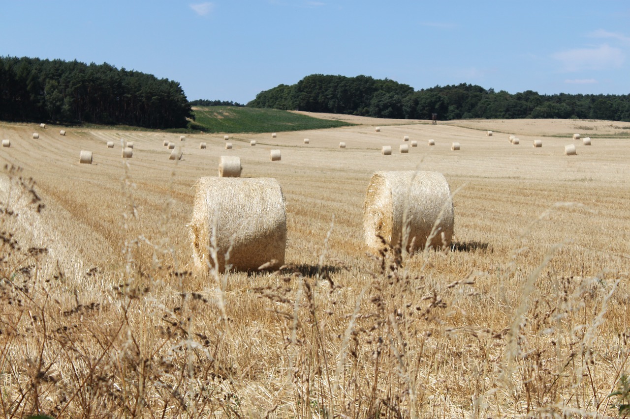 field harvest hay bales free photo