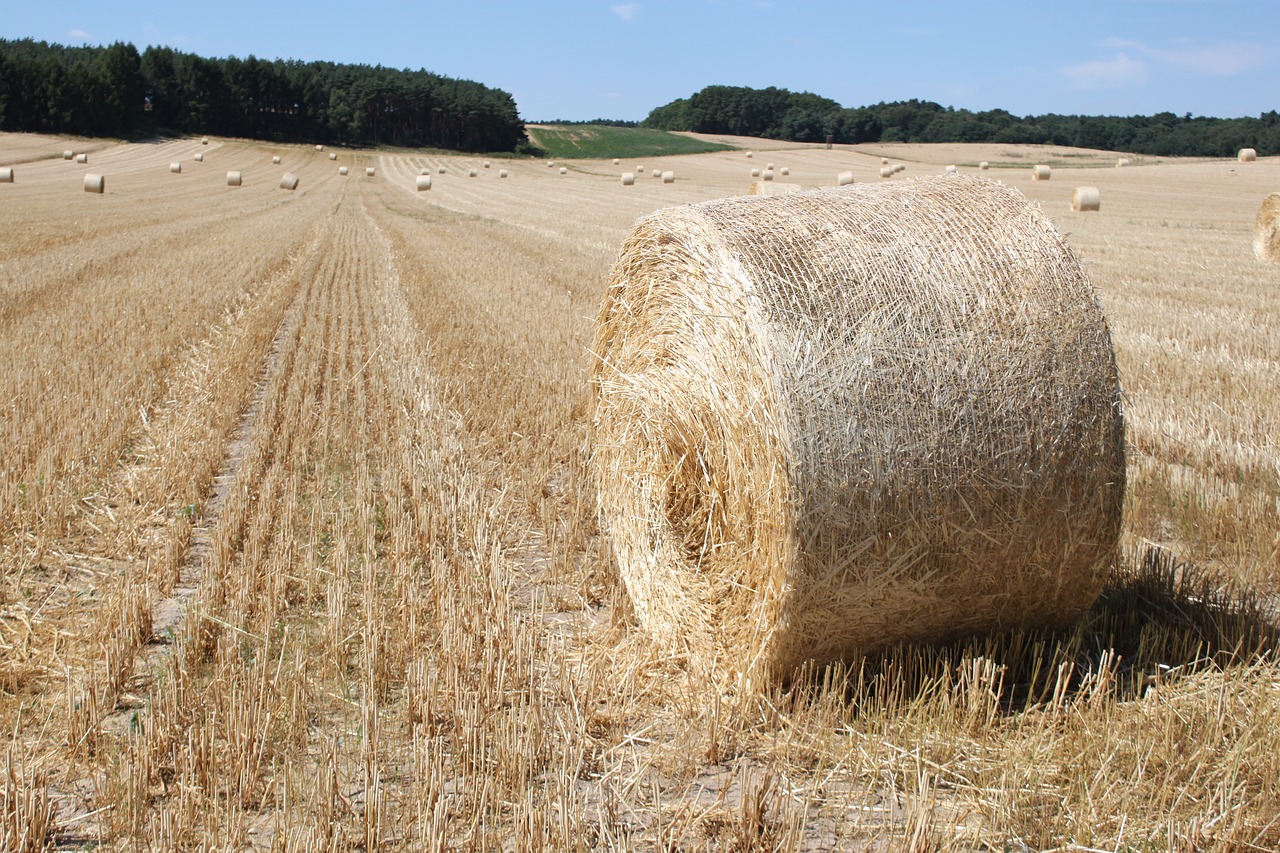 field harvest hay bales free photo