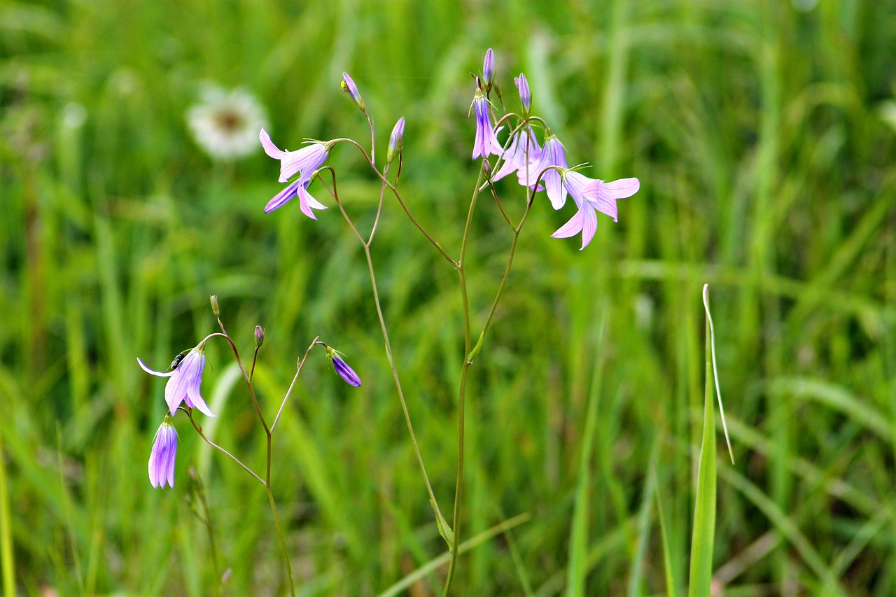 field meadow flower plant free photo