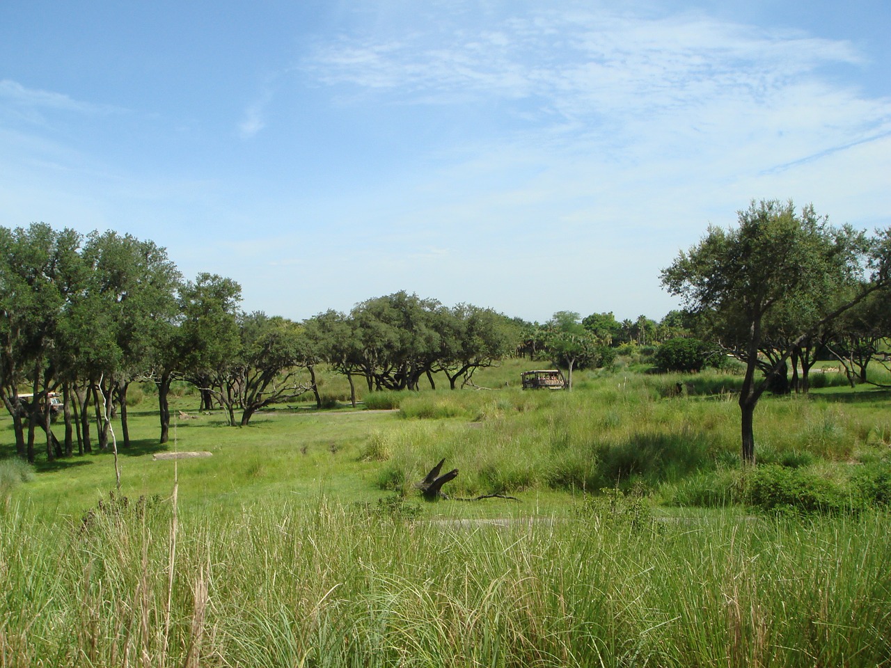 field trees grass free photo