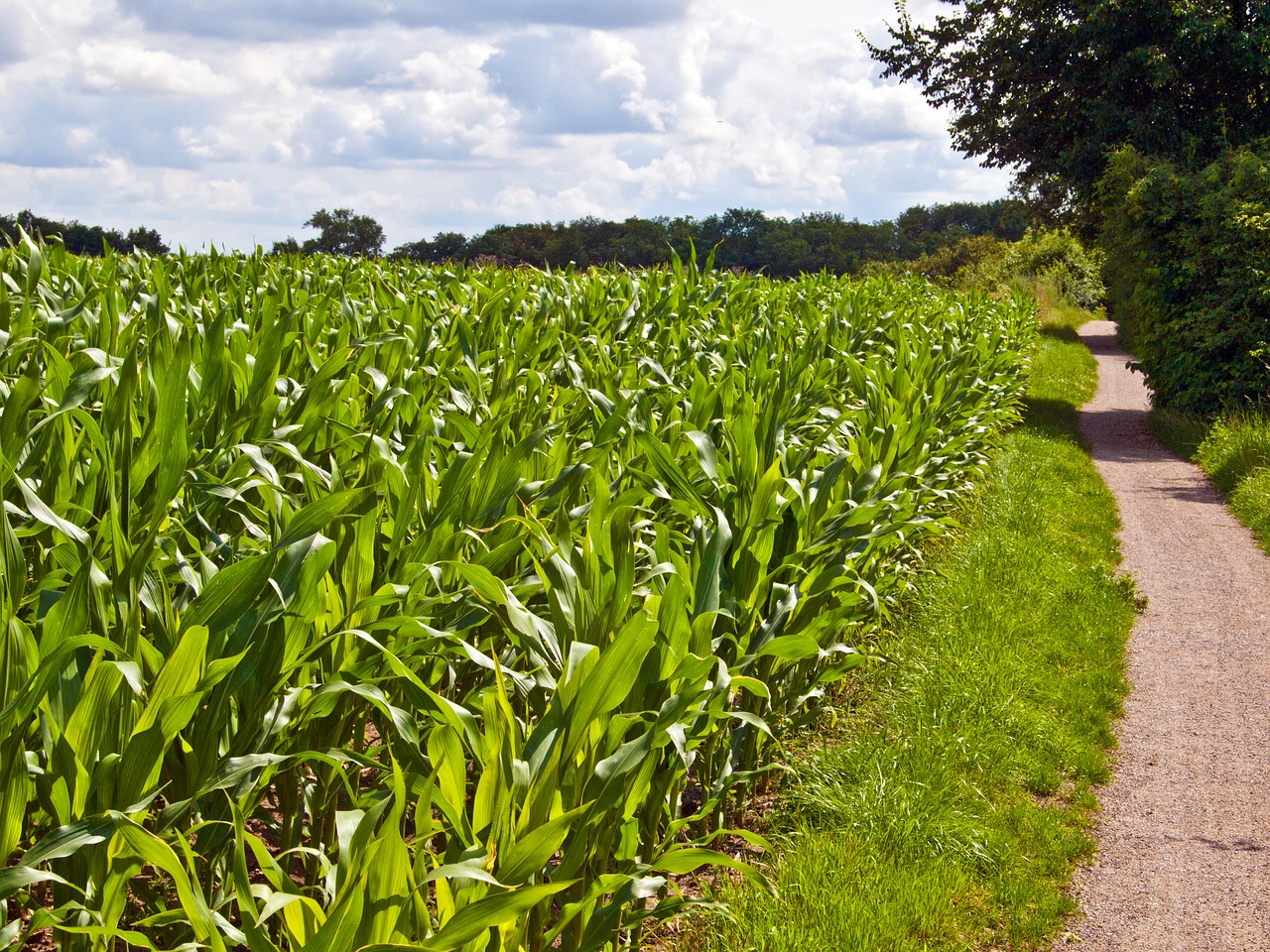 field arable green free photo