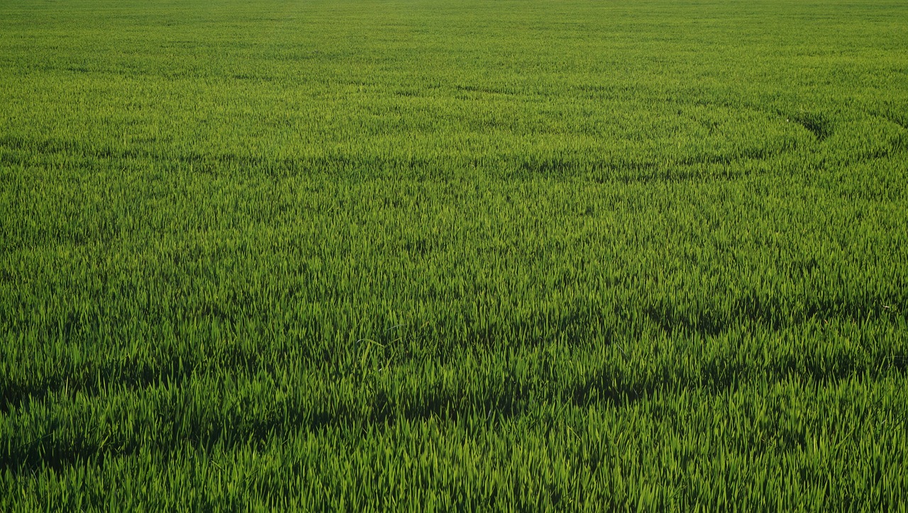 field agriculture landscape free photo