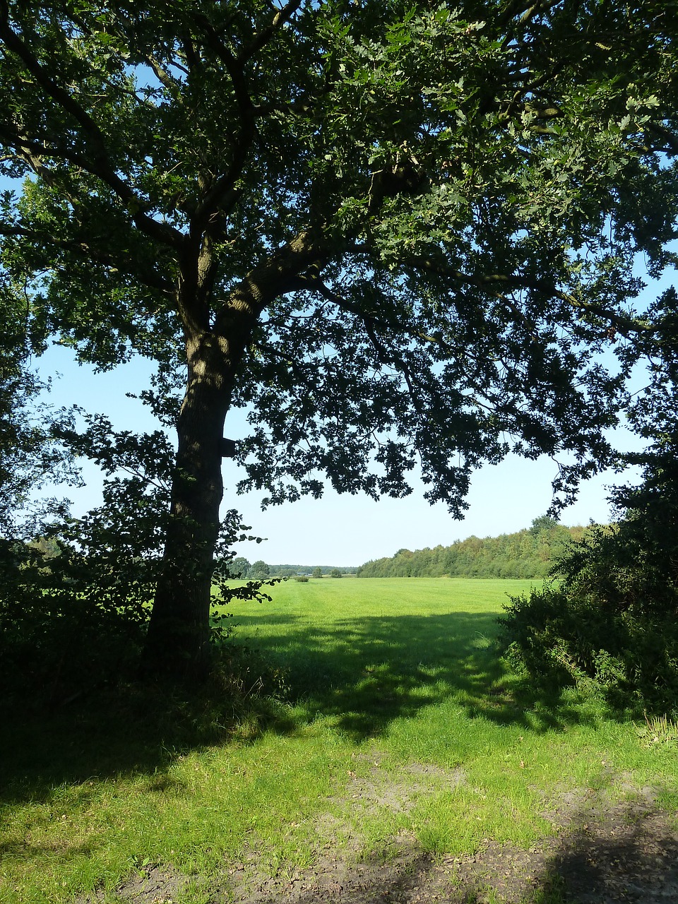 field tree oak free photo