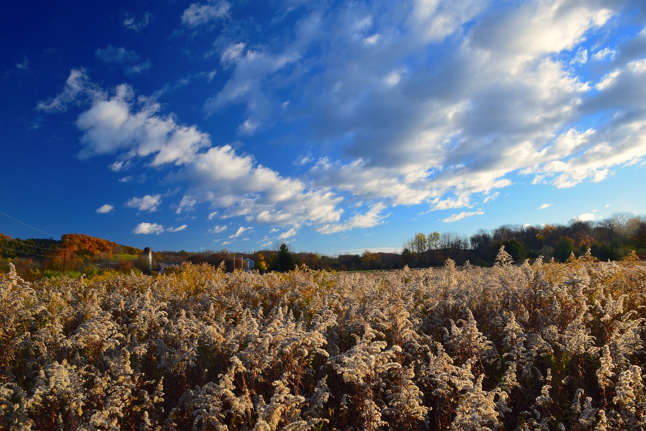 field rural nature free photo