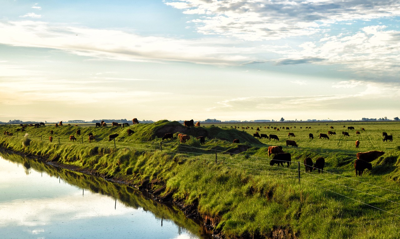 field cows brook free photo