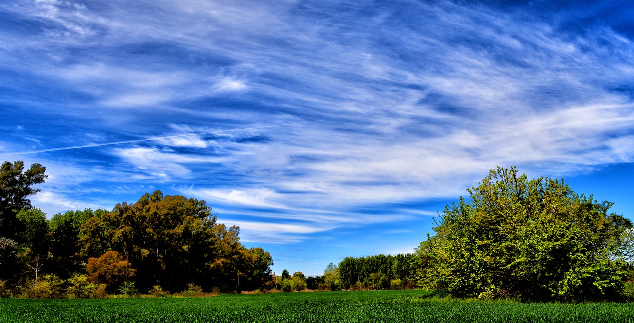 field landscape wheat free photo