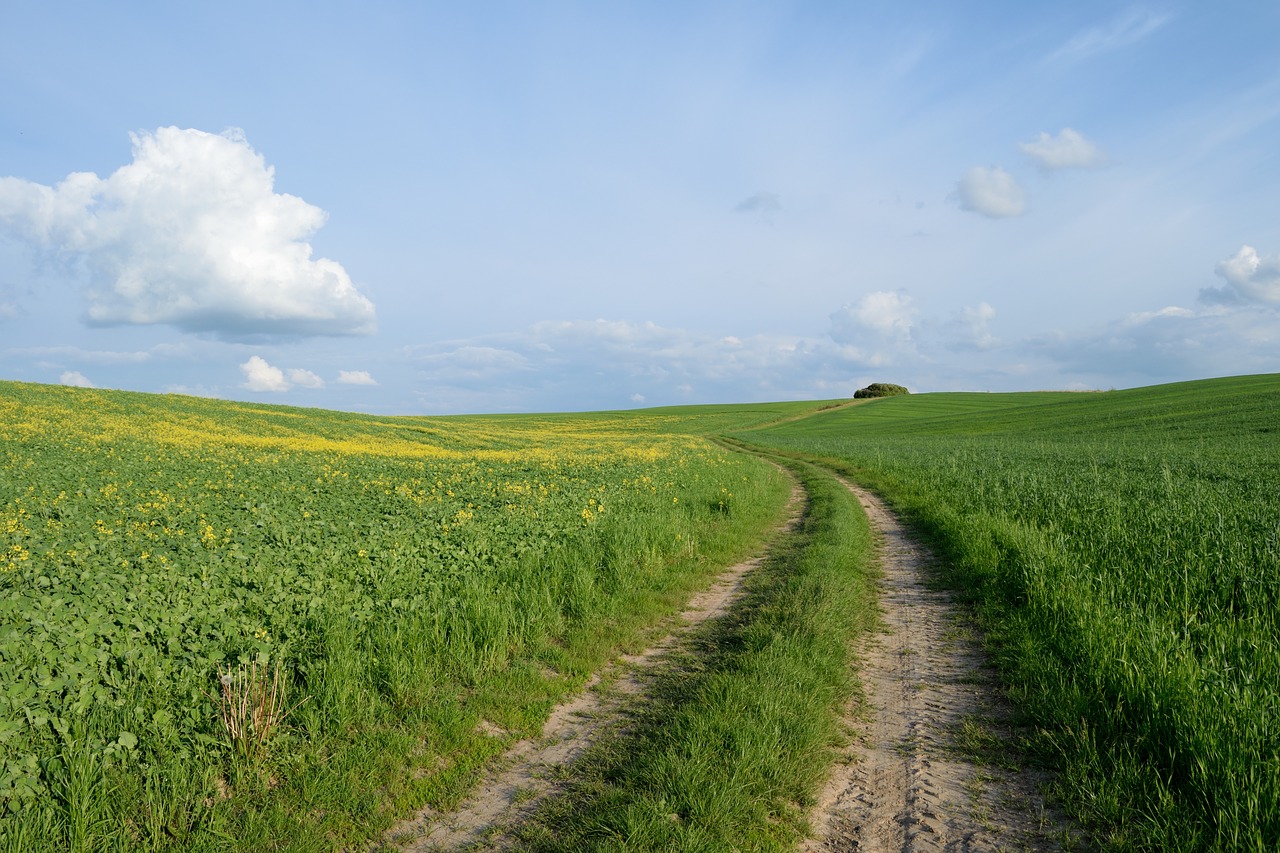 field road agriculture free photo