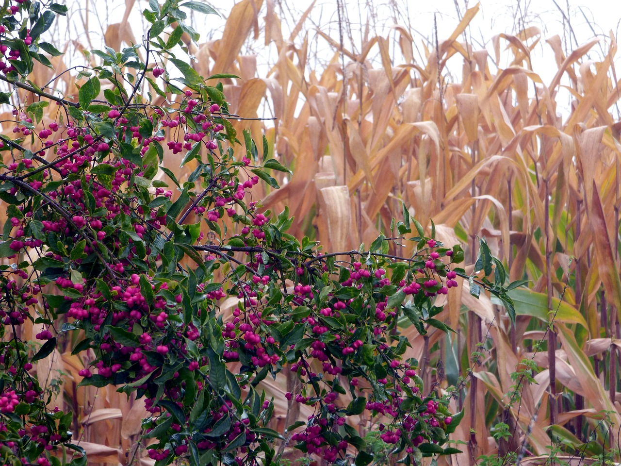 field pink berries corn free photo