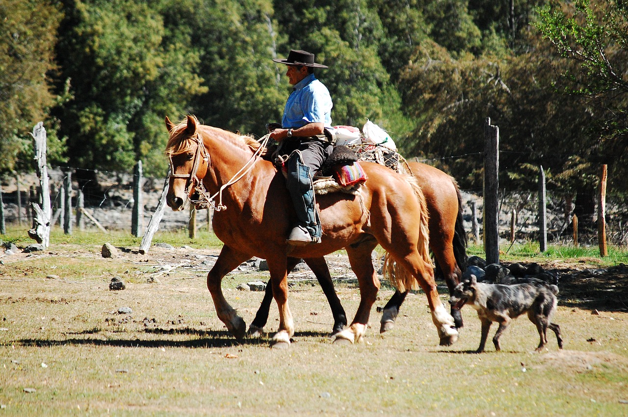 field horse cordillera free photo