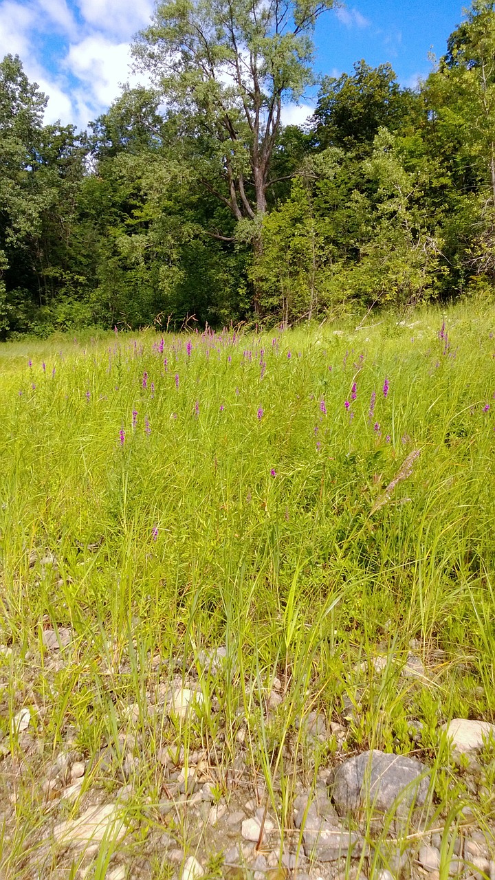 field grass meadow free photo