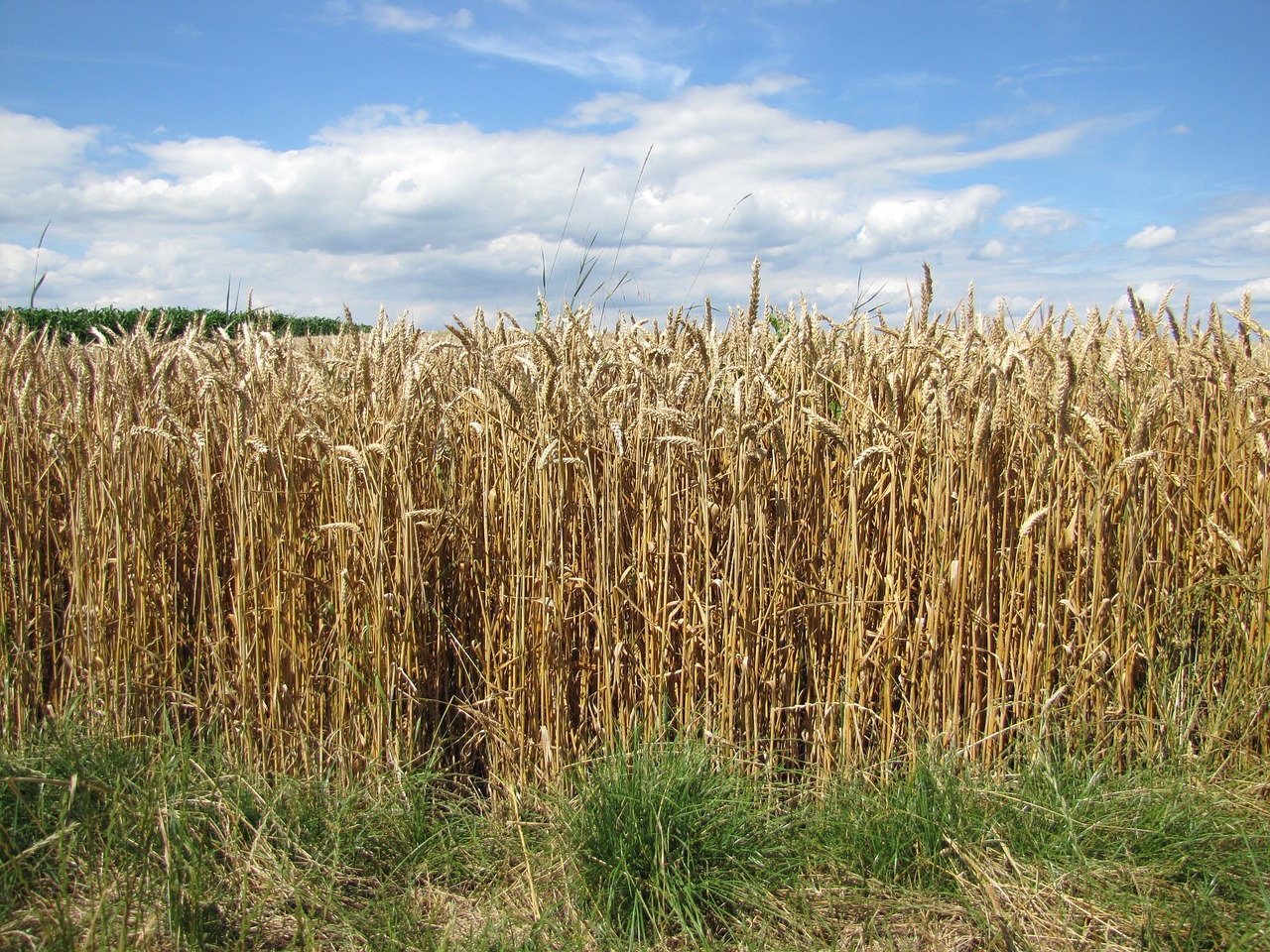 field wheat dry free photo