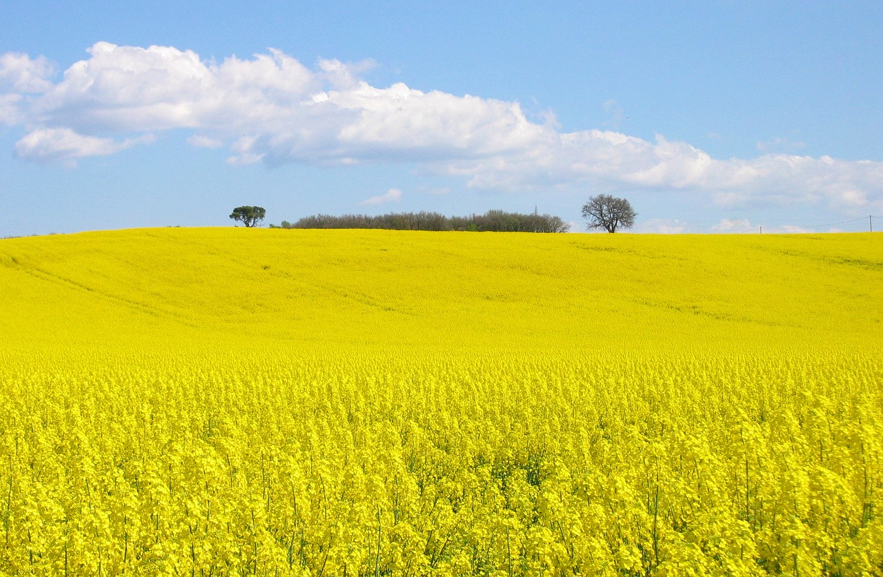 field rapeseed yellow free photo