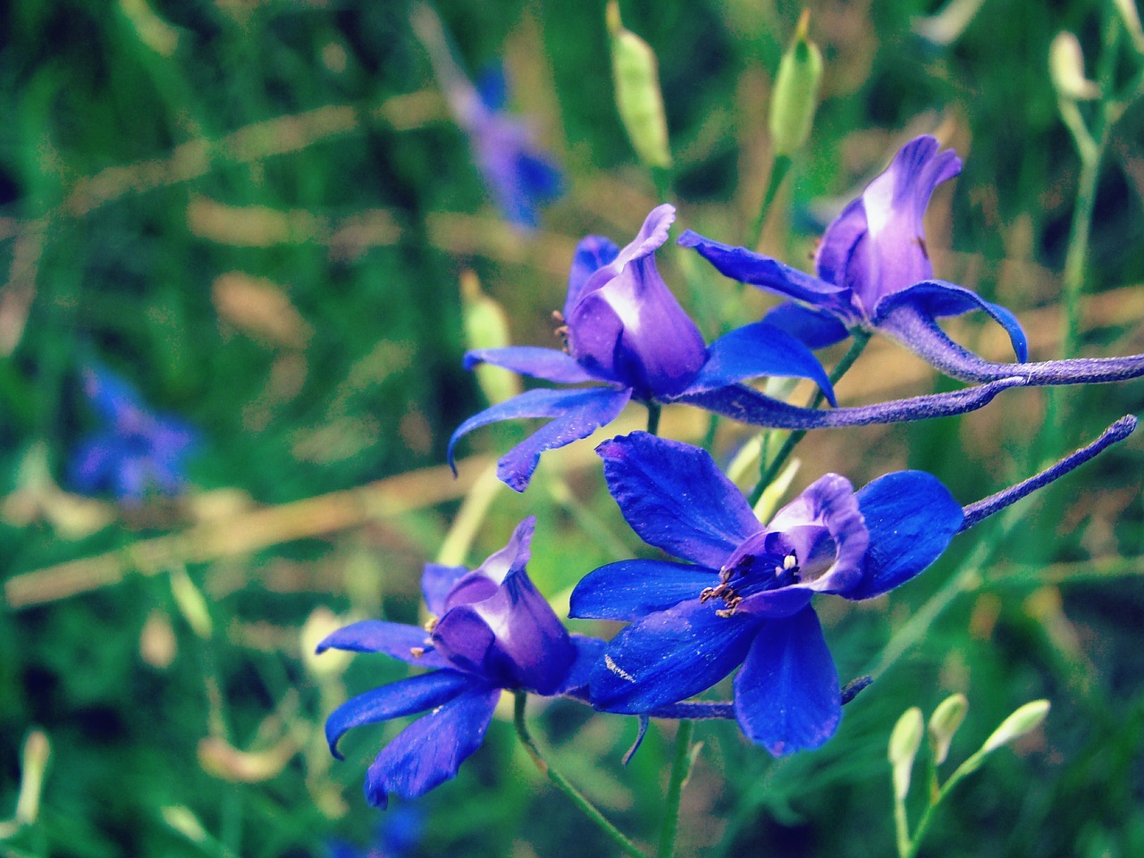 field flowers blue free photo