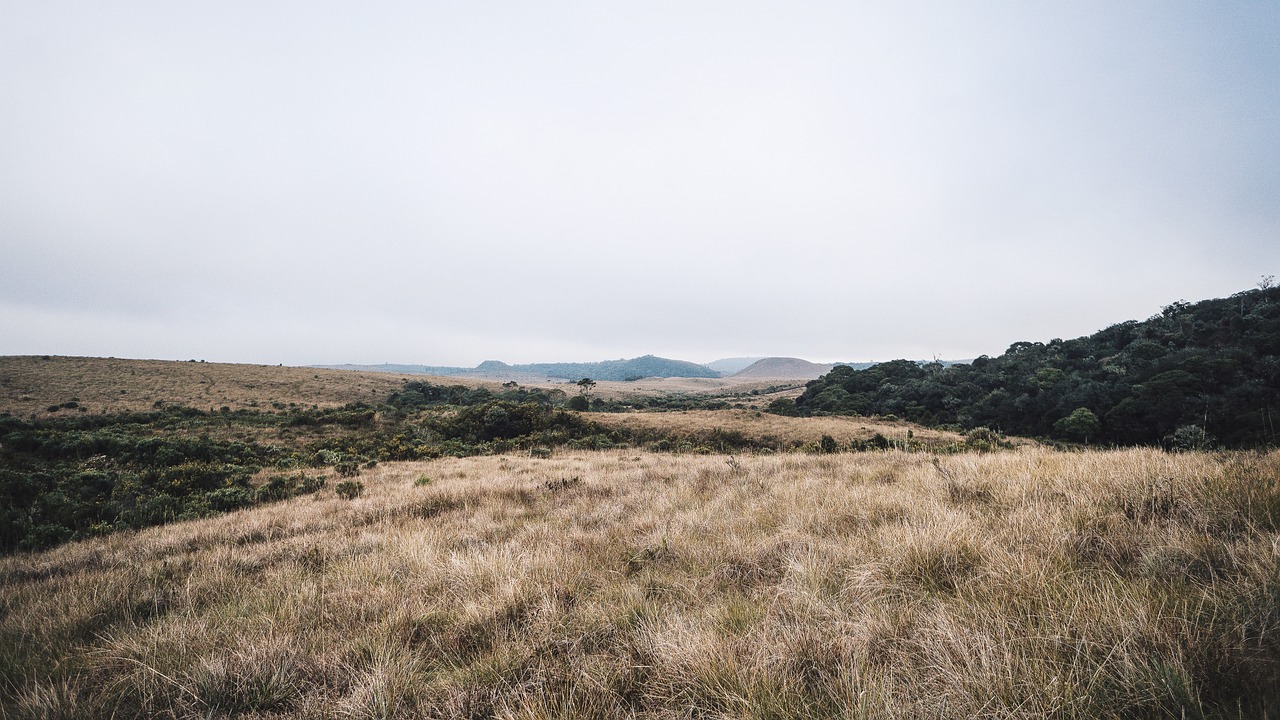 field grass hills free photo