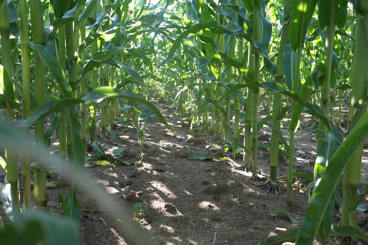 field corn path free photo