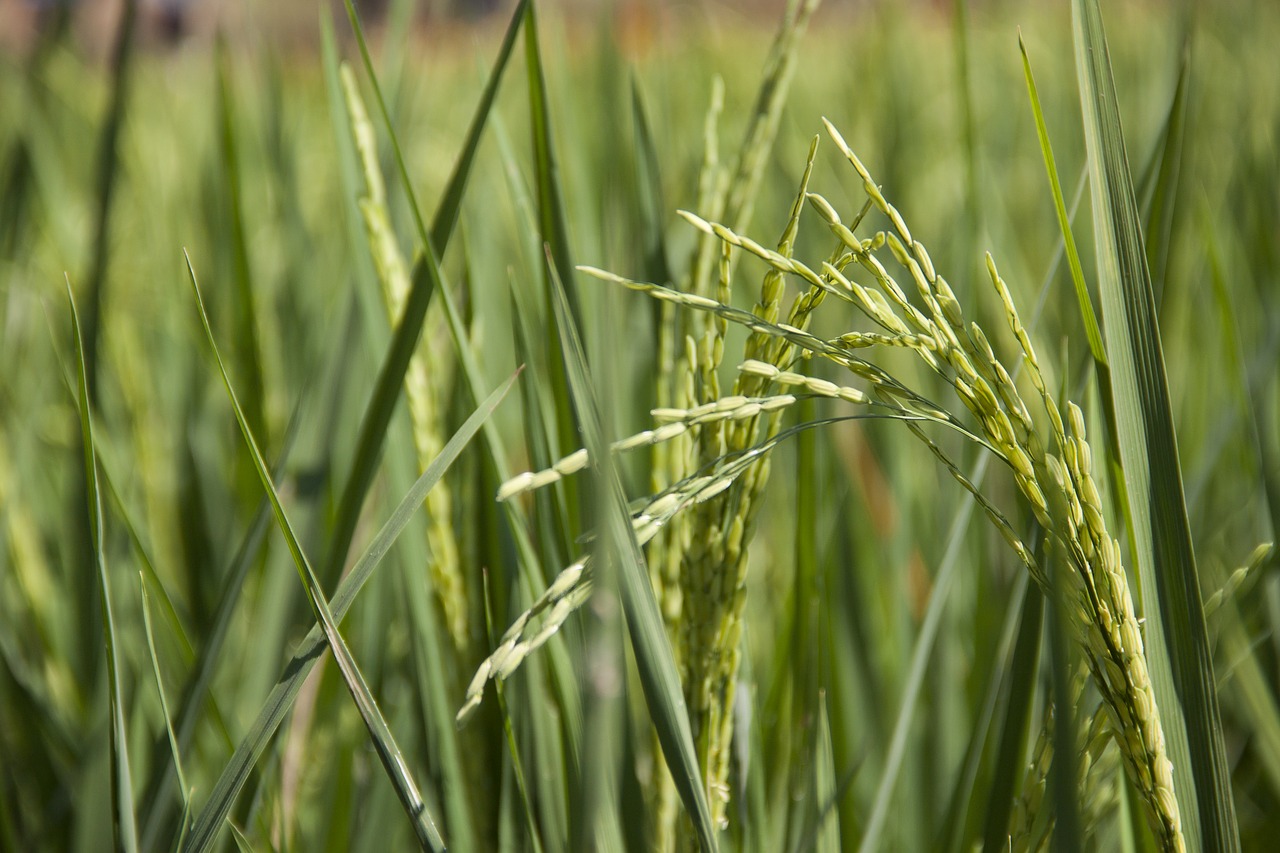 field green rice free photo