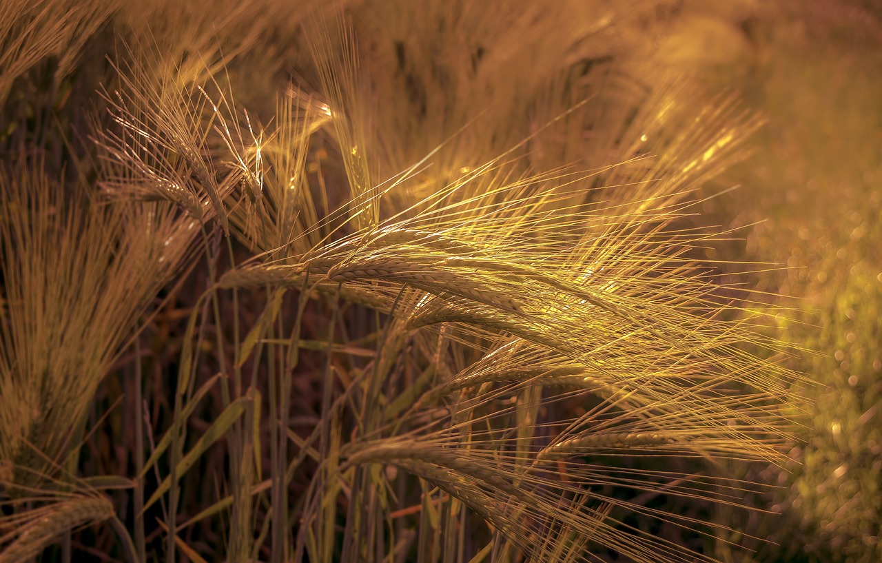 field gold mowing free photo