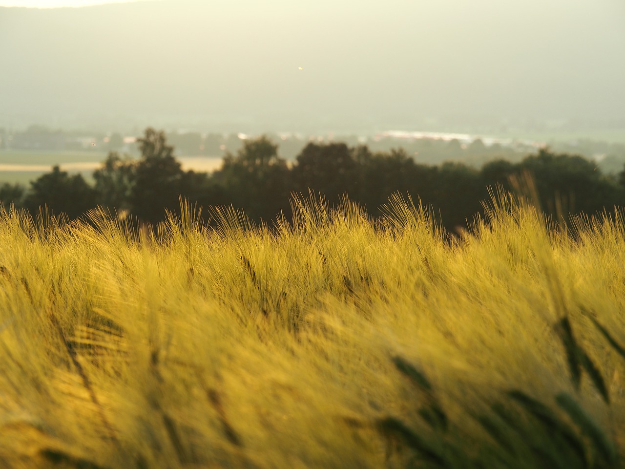 field nature summer free photo