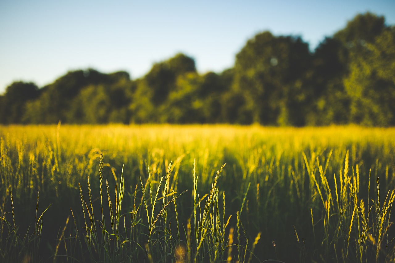 field grass green free photo